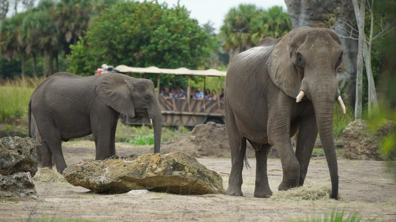 Explore Disney’s Animal Kingdom, a wild blend of nature and magic! Discover exotic animals, thrilling rides, and captivating stories in every corner.