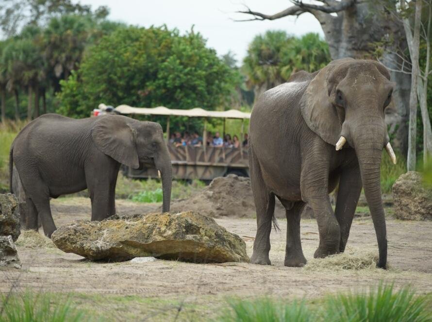 Explore Disney’s Animal Kingdom, a wild blend of nature and magic! Discover exotic animals, thrilling rides, and captivating stories in every corner.