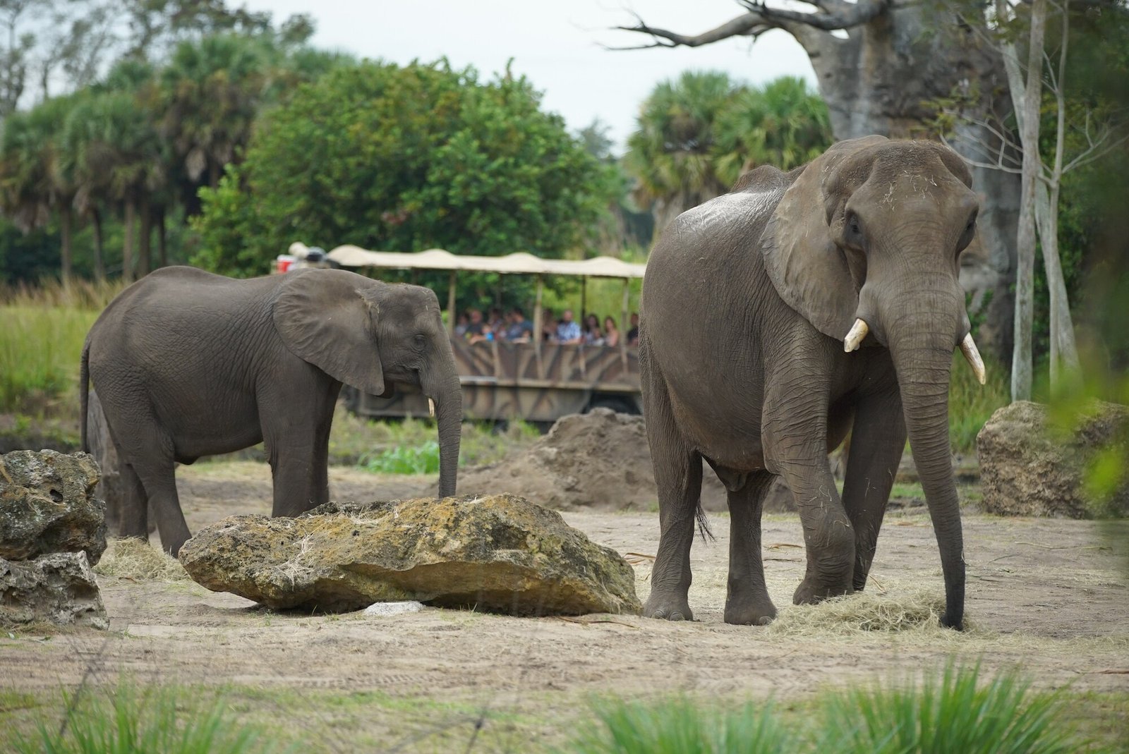 Explore Disney’s Animal Kingdom, a wild blend of nature and magic! Discover exotic animals, thrilling rides, and captivating stories in every corner.