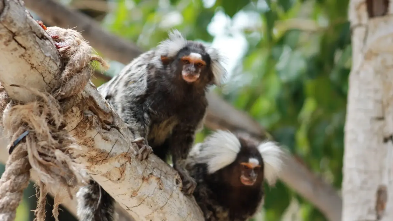 Imagen de destacada, en el parque Jungle Park Tenerife. (Créditos: Jungle Park Tenerife)