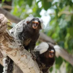 Jungle Park Tenerife