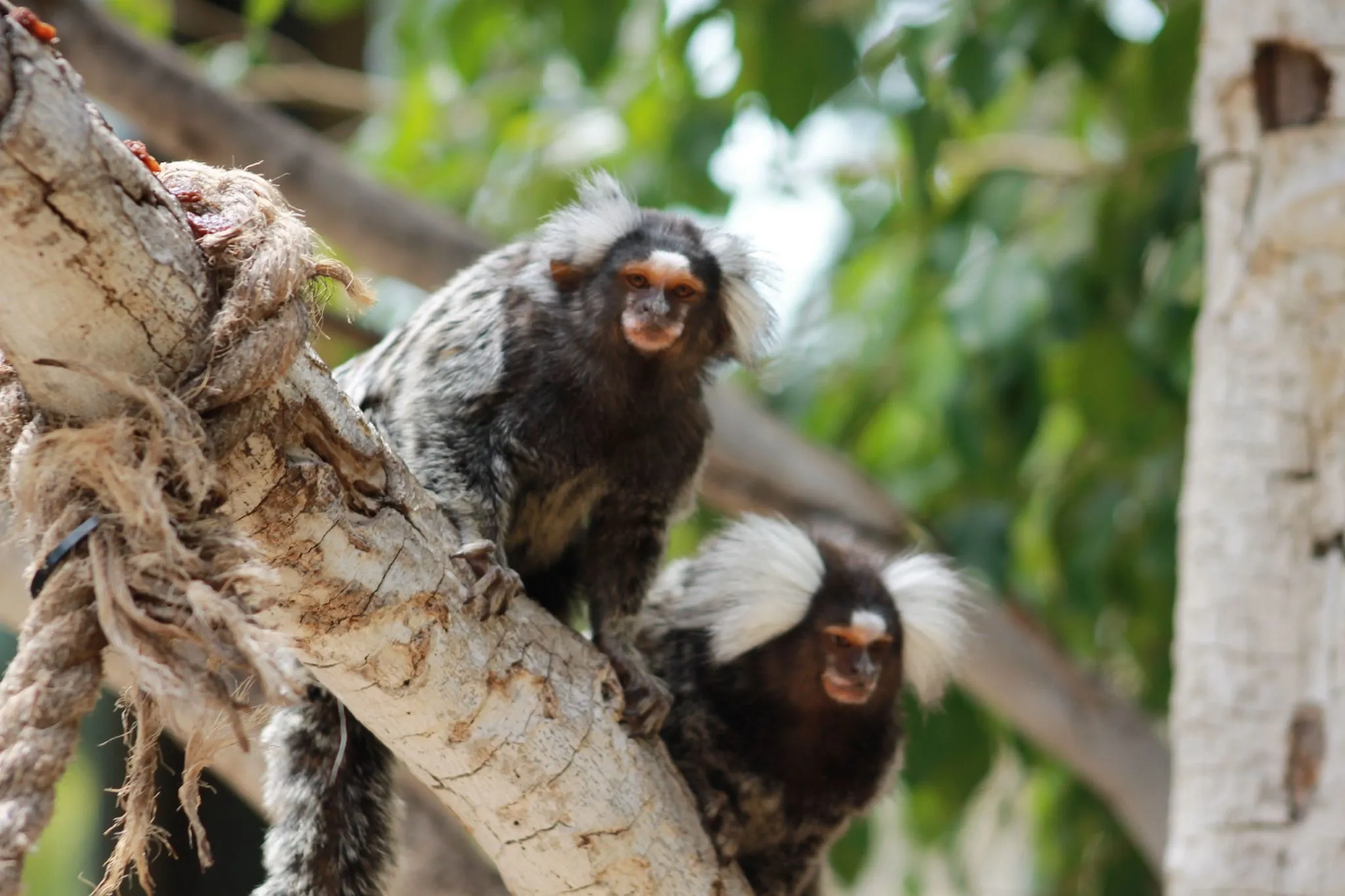 Imagen de destacada, en el parque Jungle Park Tenerife. (Créditos: Jungle Park Tenerife)