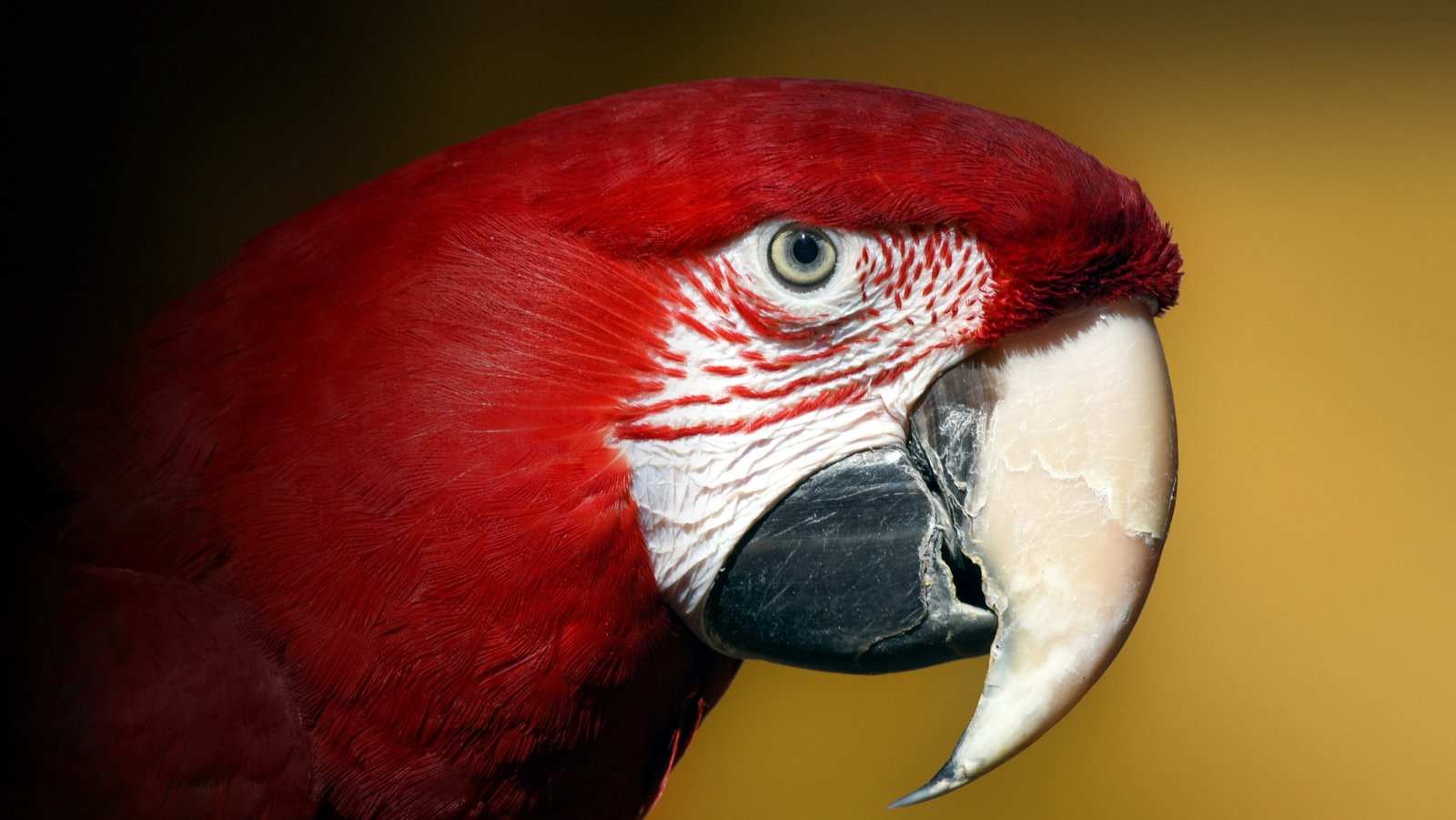 Imagen de destacada, en el parque Loro Parque. (Créditos: Loro Parque)