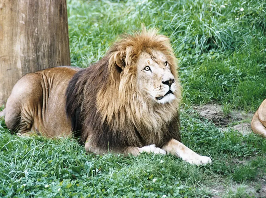 Parque Cabárceno, España