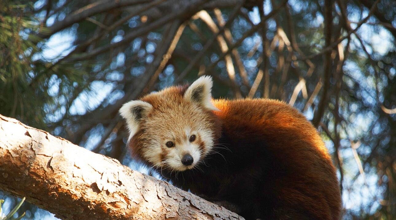 Imagen de destacada, en el parque Zoo Aquarium de Madrid. (Créditos: Zoo Aquarium de Madrid)